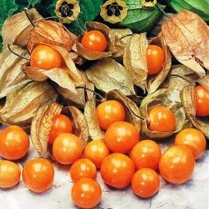25 Cape Gooseberry Seeds - Physalis peruviana Fruit Seeds - Appelliefie - Annual Perennial Medicinal