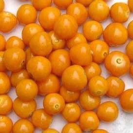 10 Cape Gooseberry Seeds - Physalis peruviana Fruit Seeds - Appelliefie - Annual Perennial Medicinal