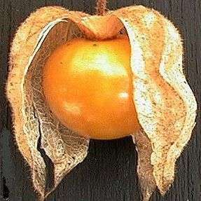 100 Cape Gooseberry Seeds - Physalis peruviana Fruit - Appelliefie - Bulk Annual Perennial Medicinal