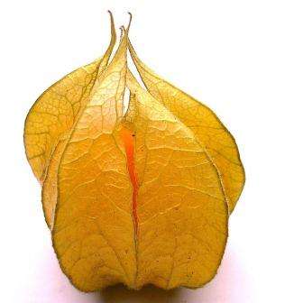 50 Cape Gooseberry Seeds - Physalis peruviana Fruit - Appelliefie - Bulk Annual Perennial Medicinal