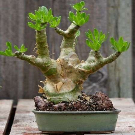 20 Tylecodon paniculatus Seeds - Natural Bonsai -Botterboom Butter Tree - Indigenous to South Africa
