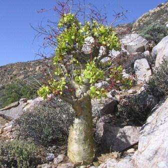 5 Tylecodon paniculatus Seeds (Natural Bonsai) - Indigenous South African Caudiciform Succulents