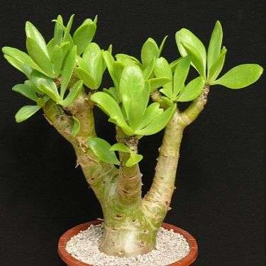 Tylecodon paniculatus Seeds - Natural Bonsai - Botterboom Butter Tree - Indigenous to South Africa