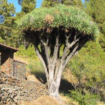 100 Dragon's Blood Tree Seeds - Canary Island - Dracaena draco Seeds - Bulk Evergreen