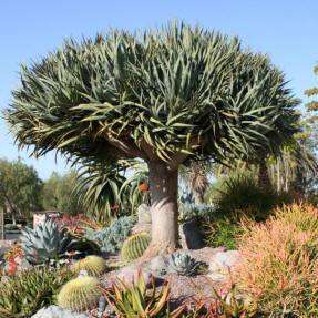 10 Dragon's Blood Tree Seeds - Canary Island - Dracaena draco Seeds - Evergreen