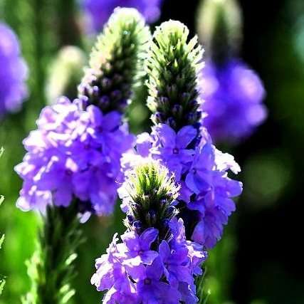 400 Hoary Vervain, Hoary Verbena Seeds - Verbena stricta Seeds - Bulk Annual / Perennial