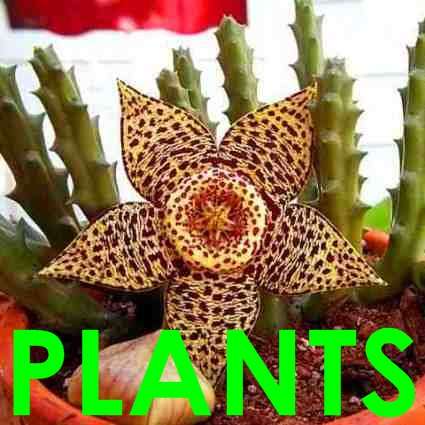 Orbea variegata Plants - Combined Shipping - 30 Days to Pay - Indigenous Live Succulent Plants