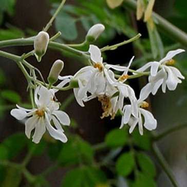Moringa oleifera Seeds - Miracle Tree or Drumstick Tree Seeds - Edible Medicinal Vegetable Tree