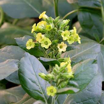 10 Tobacco Seeds - Nicotiana rustica - Aztec Tobacco, Indian Tobacco, Wild Tobacco, Sacred Tobacco