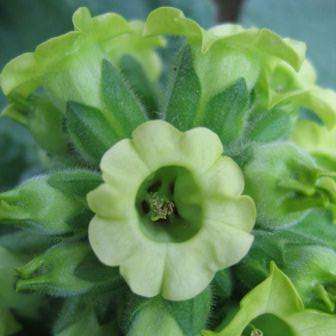 10 Tobacco Seeds - Nicotiana rustica - Aztec Tobacco, Indian Tobacco, Wild Tobacco, Sacred Tobacco