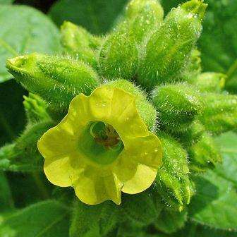 10 Tobacco Seeds - Nicotiana rustica - Aztec Tobacco, Indian Tobacco, Wild Tobacco, Sacred Tobacco
