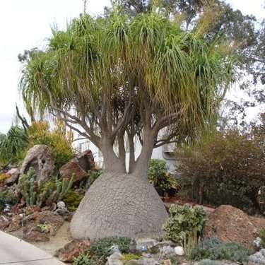 50 Ponytail Palm Seeds - Beaucarnea recurvata - Nolina recurvata - Bulk Exotic Tropical Tree
