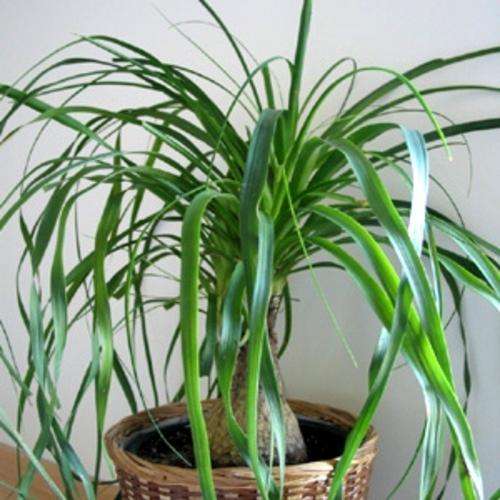 Ponytail Palm Seeds - Beaucarnea recurvata - Nolina recurvata - Exotic Tropical Tree