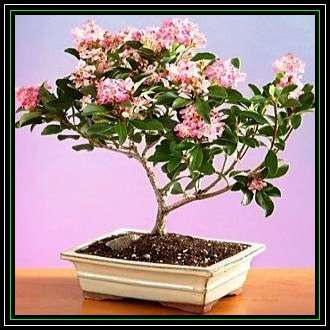 20 Rhaphiolepis indica - Indian Hawthorn Bonsai Seeds + Free Bonsai eBook - Exotic