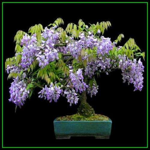 5 Wisteria sinensis - Chinese Wisteria Bonsai Seeds + Free Seeds & Bonsai eBook - Exotic