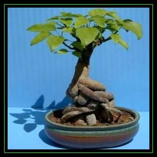 10 Brachychiton populneus Seeds - Australian Bottle Tree - Stunning Exotic Bonsai Seeds