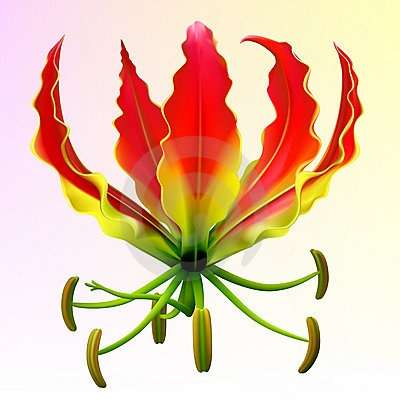 20 Gloriosa superba Seeds - Flame Lily - Indigenous South African Native Bulbous Climber
