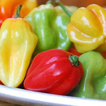 Capsicum Habanero Seeds ~ Extremely Hot Chilli Seeds - Vegetables - Chili