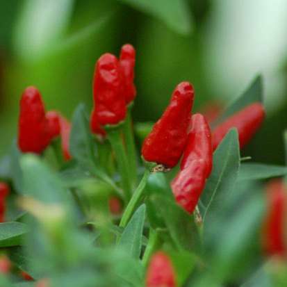 30+ Capsicum Malaga Birds Eye Seeds - Extremely Hot Chilli Seeds - Vegetables - Chili