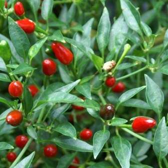 Capsicum Malaga Birds Eye Seeds ~ Extremely Hot Chilli Seeds - Vegetables - Chili