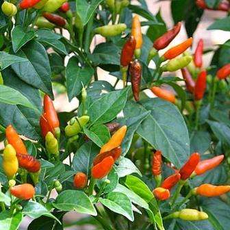 10 Capsicum Malaga Birds Eye Seeds ~ Extremely Hot Chilli Seeds - Vegetables - Chili