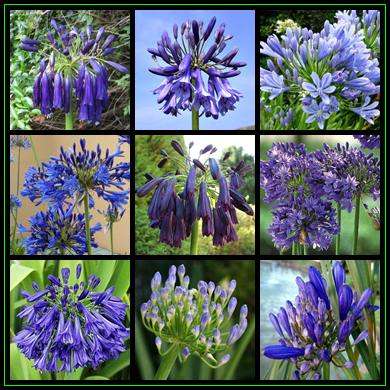 Agapanthus Mixed Varieties Seeds - Beautiful South African Perennial Bulb Seeds