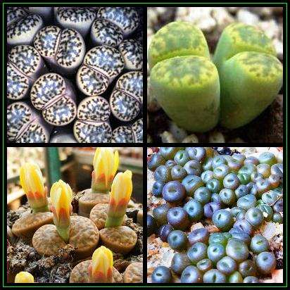 5 Lithops bromfieldii Mixture Seeds - Mesemb - Stoneplants - Indigenous Succulents