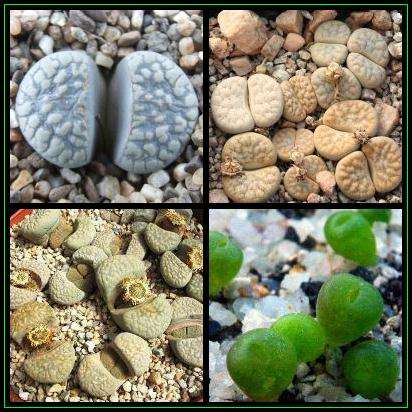 5 Lithops comptonii var weberi Seeds - Mesemb - Stoneplants - Indigenous Succulents