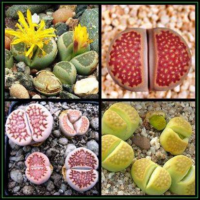 5 Lithops hallii Mixed Forms Seeds - Mesemb - Stoneplants - Indigenous Succulents
