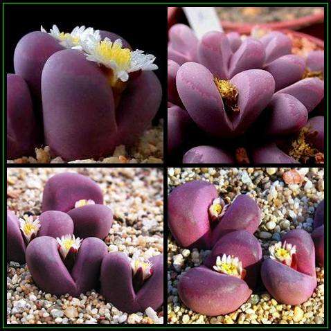 Lithops optica rubra Mixture Seeds - Mesemb - Stoneplants - Indigenous Succulents
