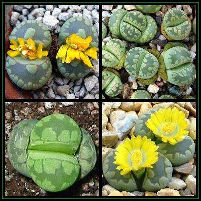 20 Lithops otzeniana aquamarine Seeds - Mesemb - Stoneplants - Indigenous Succulents
