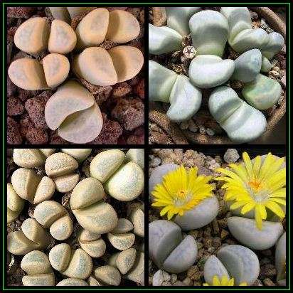 Lithops meyeri Seeds - Mesemb - Stoneplants - Indigenous Succulents