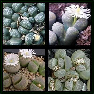 Lithops marmorata Mix Seeds - Stoneplants - Indigenous South African Mesemb Succulent Seeds