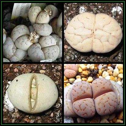 Lithops ruschiorum Seeds - Mesemb - Stoneplants - Indigenous Succulents