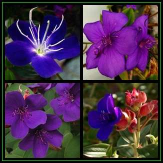 Tibouchina urvilleana Seeds - Princess Flower, Glory Bush Shrub, Combined Worldwide Shipping