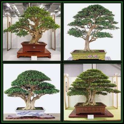 Murraya paniculata Bonsai Tree Seeds - Orange Jasmine - Mock Orange Seeds + FREE Bonsai eBook