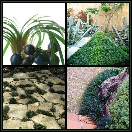 Ophiopogon japonicas Seeds - Mondo Grass Seeds + GET FREE SEEDS
