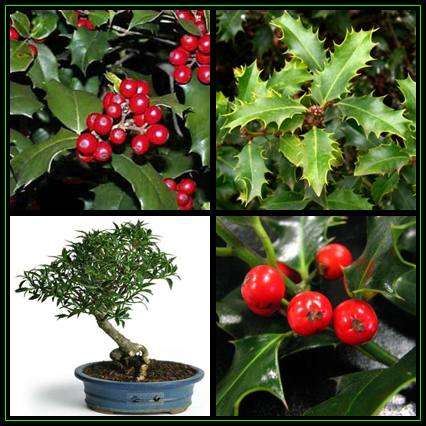 5 Ilex aquifolium Seeds - Christmas Holly, English Holly Shrub or Small Tree Seeds + GET FREE SEEDS