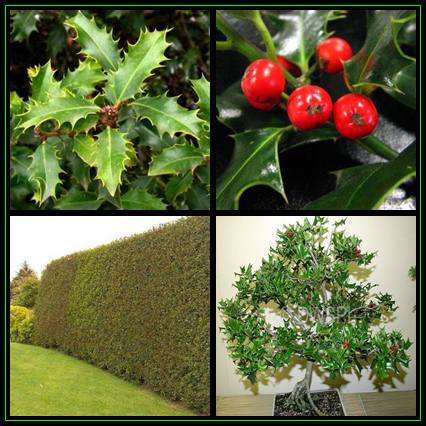 10 Ilex aquifolium Seeds - Christmas Holly, English Holly Shrub or Small Tree Seeds + GET FREE SEEDS