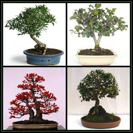 10 Ilex aquifolium Bonsai Seeds - Christmas Holly, English Holly Seeds + FREE Seeds & Bonsai eBook