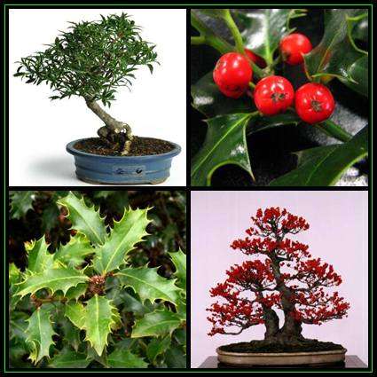 Ilex aquifolium Bonsai Seeds - English Holly Seeds + 20 FREE Ficus Bonsai Seeds & Bonsai eBook