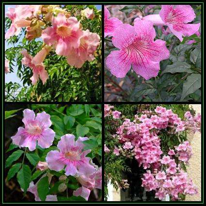10 Podranea ricasoliana Seeds - Port St. Johns Creeper - Indigenous Evergreen Climber Vine