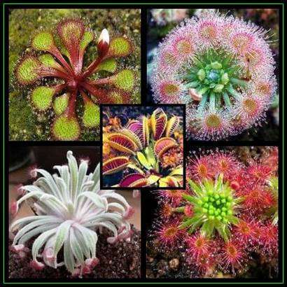 5 Venus Fly Trap Seeds + Drosera Mixed Species  20+ Seeds +  Free Seeds with All Orders