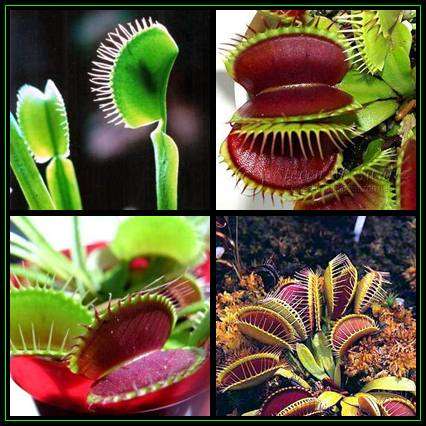 Venus Fly Traps - Carnivorous Plant Seeds - Dionaea muscipula Seeds + FREE SEEDS