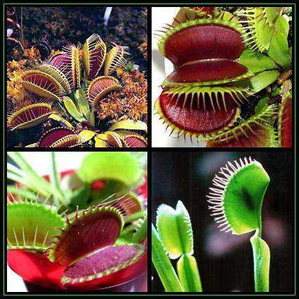 10 Venus Fly Traps - Carnivorous Plant Seeds - Dionaea muscipula Seeds + FREE SEEDS