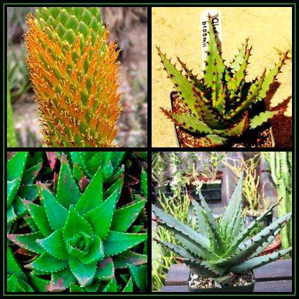 Aloe broomii Seeds - Mountain Aloe, Snake Aloe - Indigenous South African Succulent - NEW