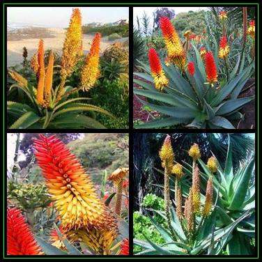 Aloe africana - African Aloe - 5 Seed Pack - Indigenous Aloe Succulent - Worldwide Shipping - NEW