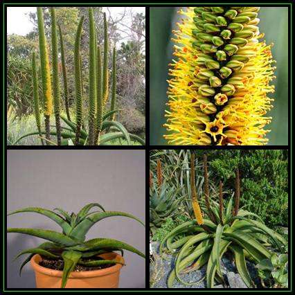Aloe alooides - Graskop Aloe - 10 Seed Pack Indigenous Aloe Succulent - Worldwide Shipping, NEW