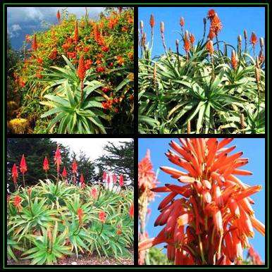 Aloe arborescens Seeds - Red Krantz Aloe - Indigenous Succulent - Worldwide Shipping, NEW