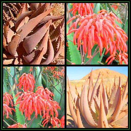Aloe asperifolia - 10 Seed Pack -Desert Aloe Succulent from Namibia- Worldwide Shipping, NEW